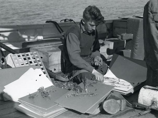 No. 40. Crew member preparing plant specimens for Smithsonian, off the east coast of Greenland, 1936