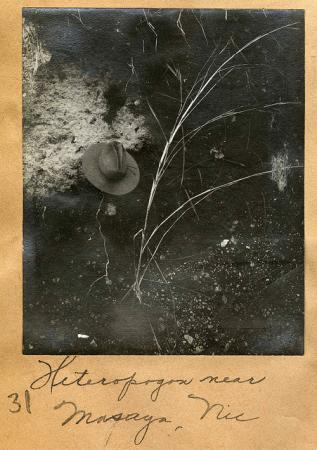 Heteropogon near Masaya, Nicaragua. Mary Agnes Chase Photograph Album 1898-1903. 