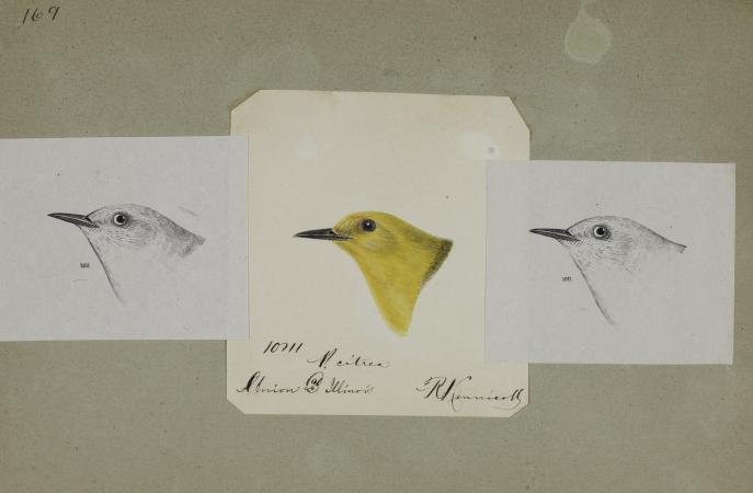 Three bird head drawing sketches. The one in the center is in yellow and it's a bright color. 