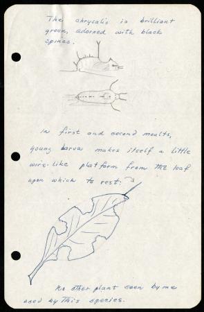 Frederick M. Bayer's Larval Notes, Page 4. Record Unit 7399, Smithsonian Institution Archives. Image