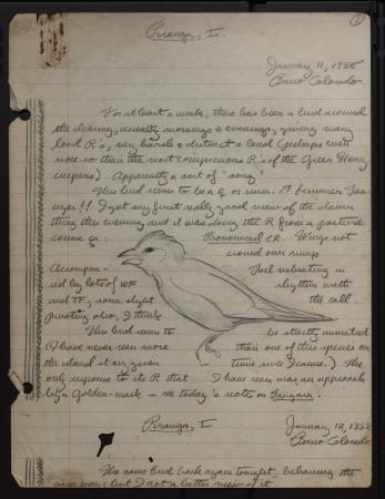 : Image of Moynihan's field book entry with a drawing of flame-colored tanager, dated January 11, 19