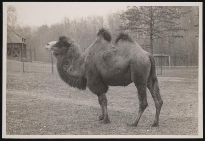 A Bactrian camel stands in a field. The photograph captures a profile of the camel. 