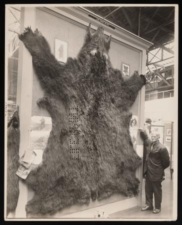 Bear skin on exhibit at the Panama-Pacific International Exposition, San Francisco, California, 1915