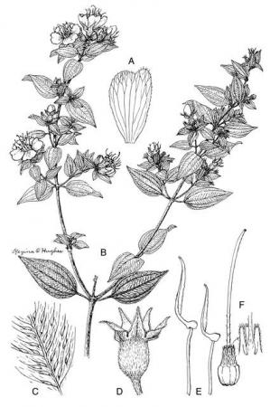 Tibouchina anderssonii (Melastomataceae), pen and ink drawing by Regina O. Hughes, 1978, National Mu