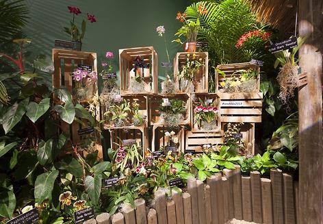 Orchids displayed in an array of wooden crates. 