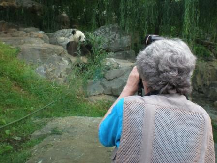 A woman photographs a panda.