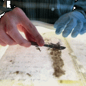 A close up moving image of hands using a metal tool to lift brown fibers off white paper that is illuminated from below. Manuscript writing in ballpoint ink is seen on the paper below.