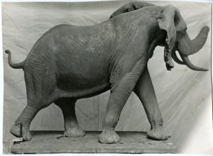 Miniature model of Fénykövi elephant done by Norman N. Deaton, c. 1957, Black-and-white print, Smithsonian Institution Archives, Accession 00-082, Box 3, Mounting of the Fénykövi Elephant. Miniature model of Fénykövi elephant done by Norman N. Deaton, c. 1957, Black-and-white print,